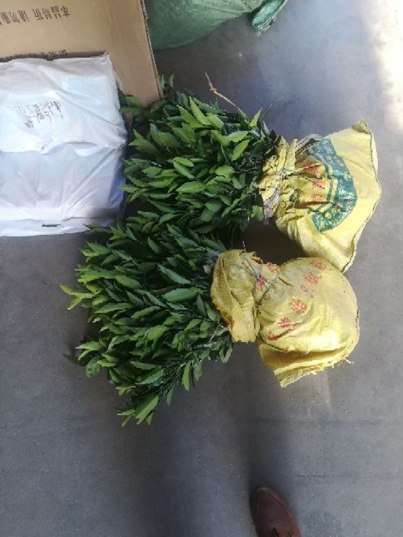 卡拉卡拉红肉脐橙苗30~50cm