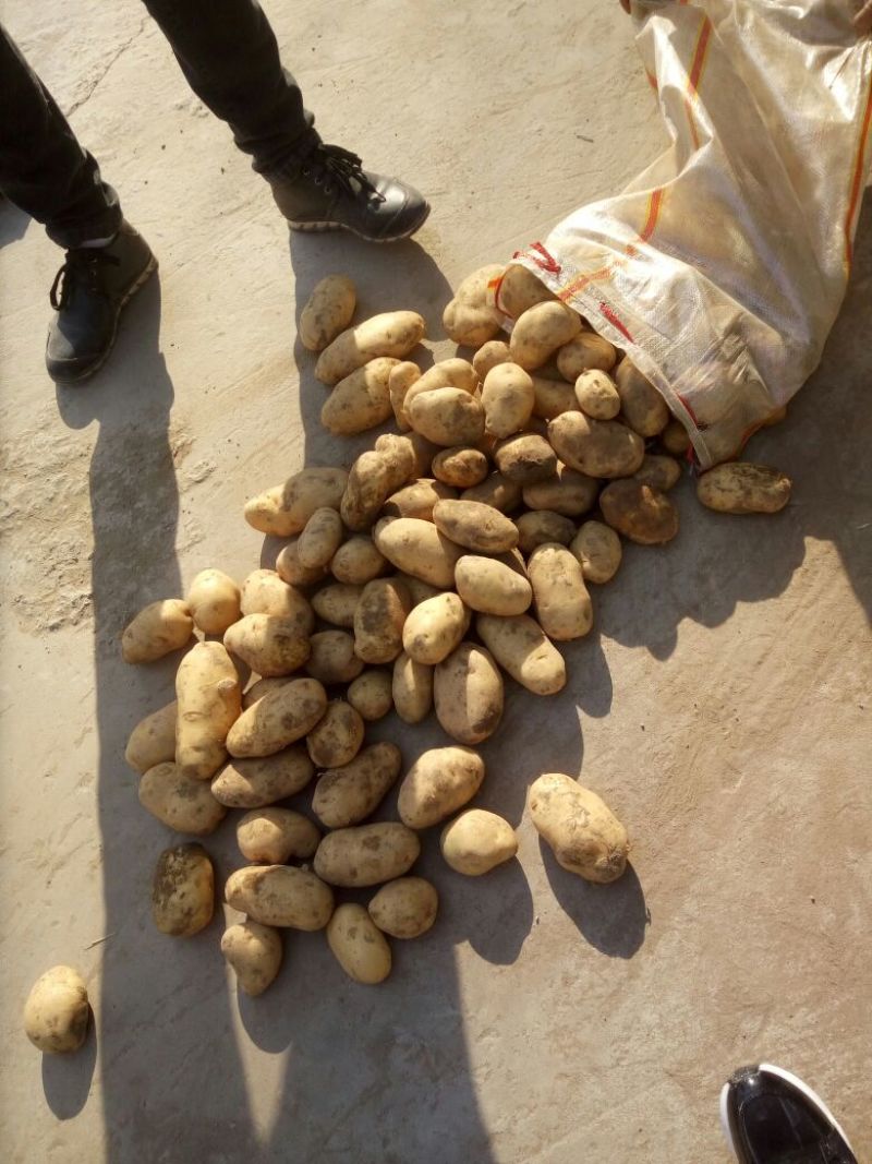 沃土土豆3两以上精品土豆河南通许产地直发