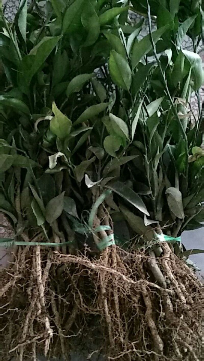大量供应优质纽荷尔橙苗，保证品种纯度和质量！