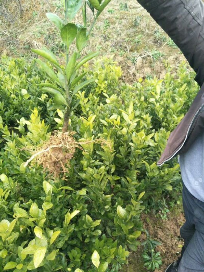 大量供应优质纽荷尔橙苗，保证品种纯度和质量！