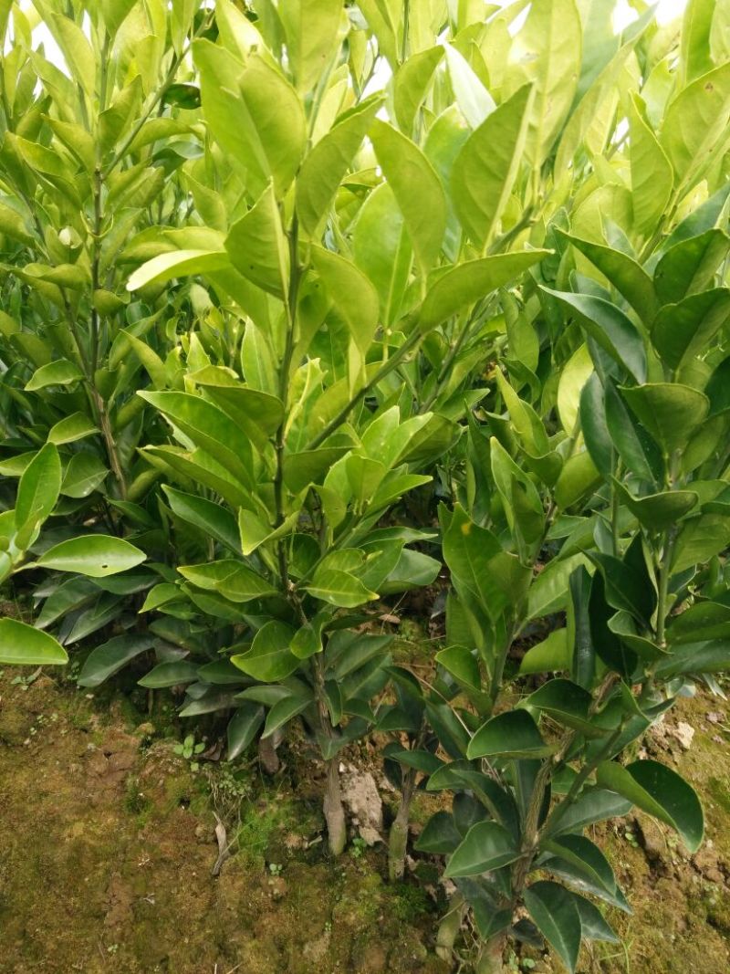 大量供应优质纽荷尔橙苗，保证品种纯度和质量！