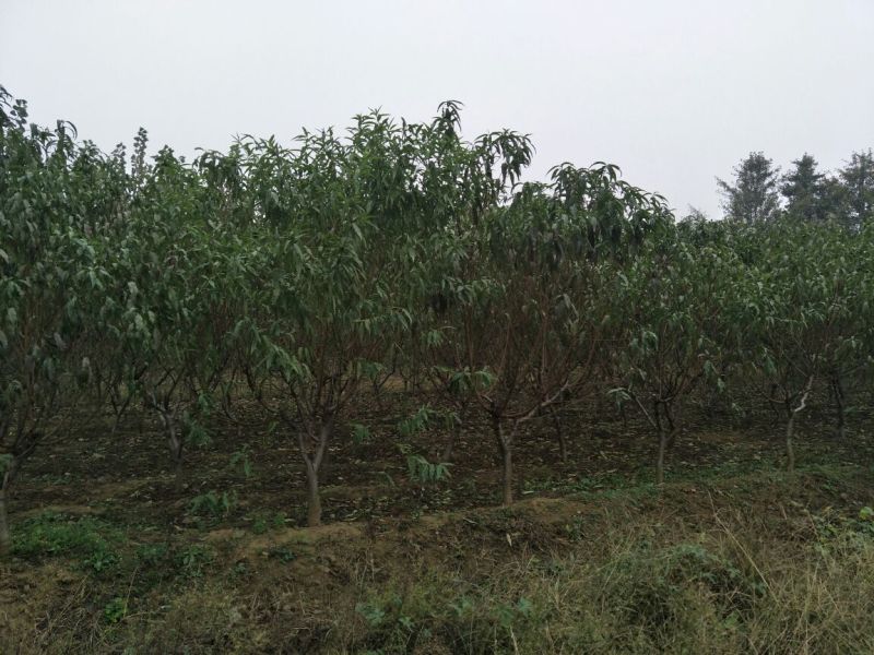 桃树苗黄桃苗迎霜红桃苗突围桃苗蟠桃苗免费提供技术跟踪