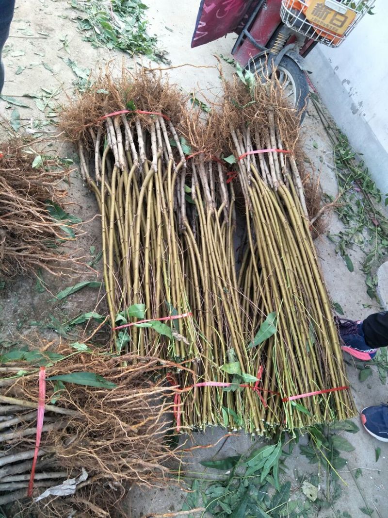 桃树苗黄桃苗迎霜红桃苗突围桃苗蟠桃苗免费提供技术跟踪
