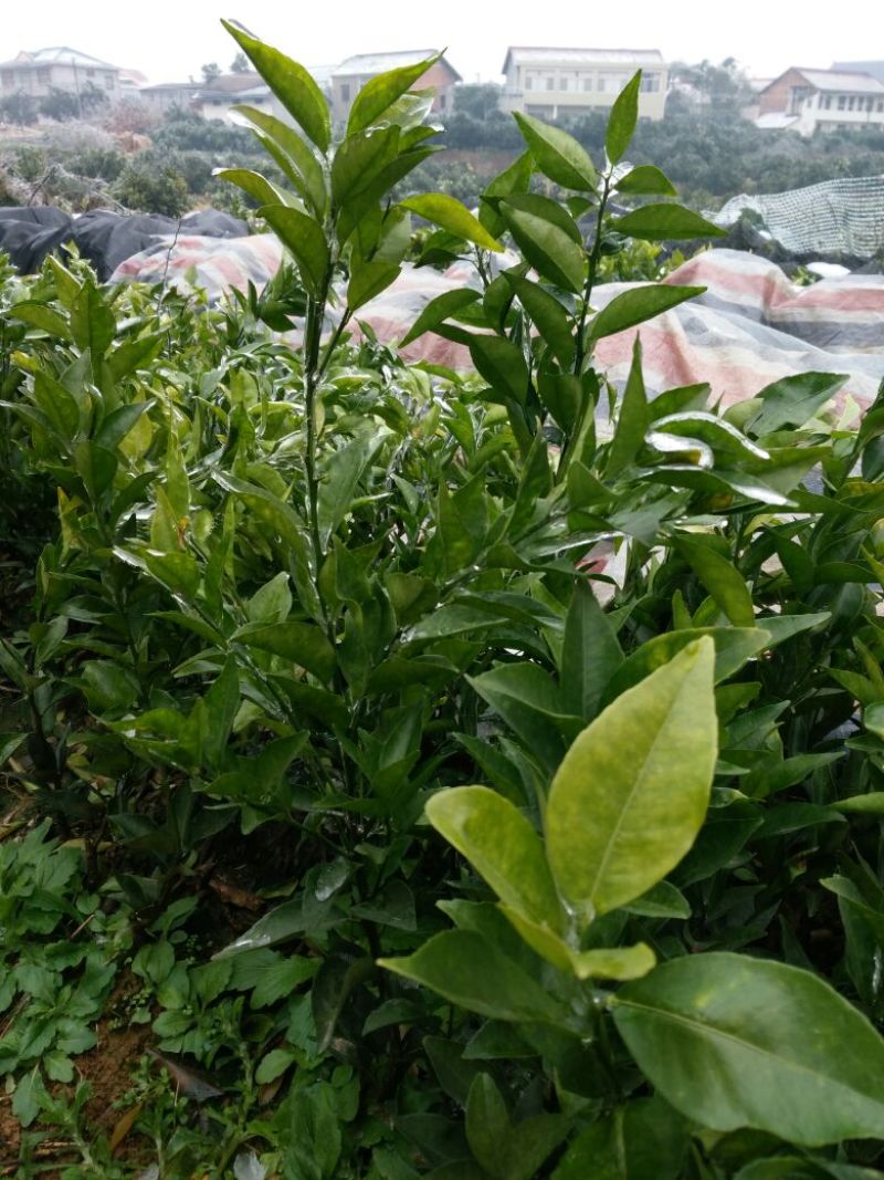 纽荷尔脐橙苗30~50cm，保证品种纯度和质量！