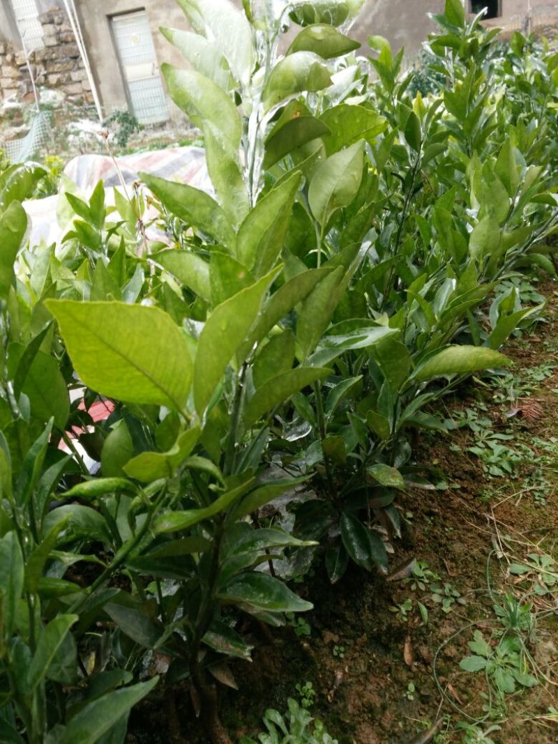 纽荷尔脐橙苗30~50cm，保证品种纯度和质量！