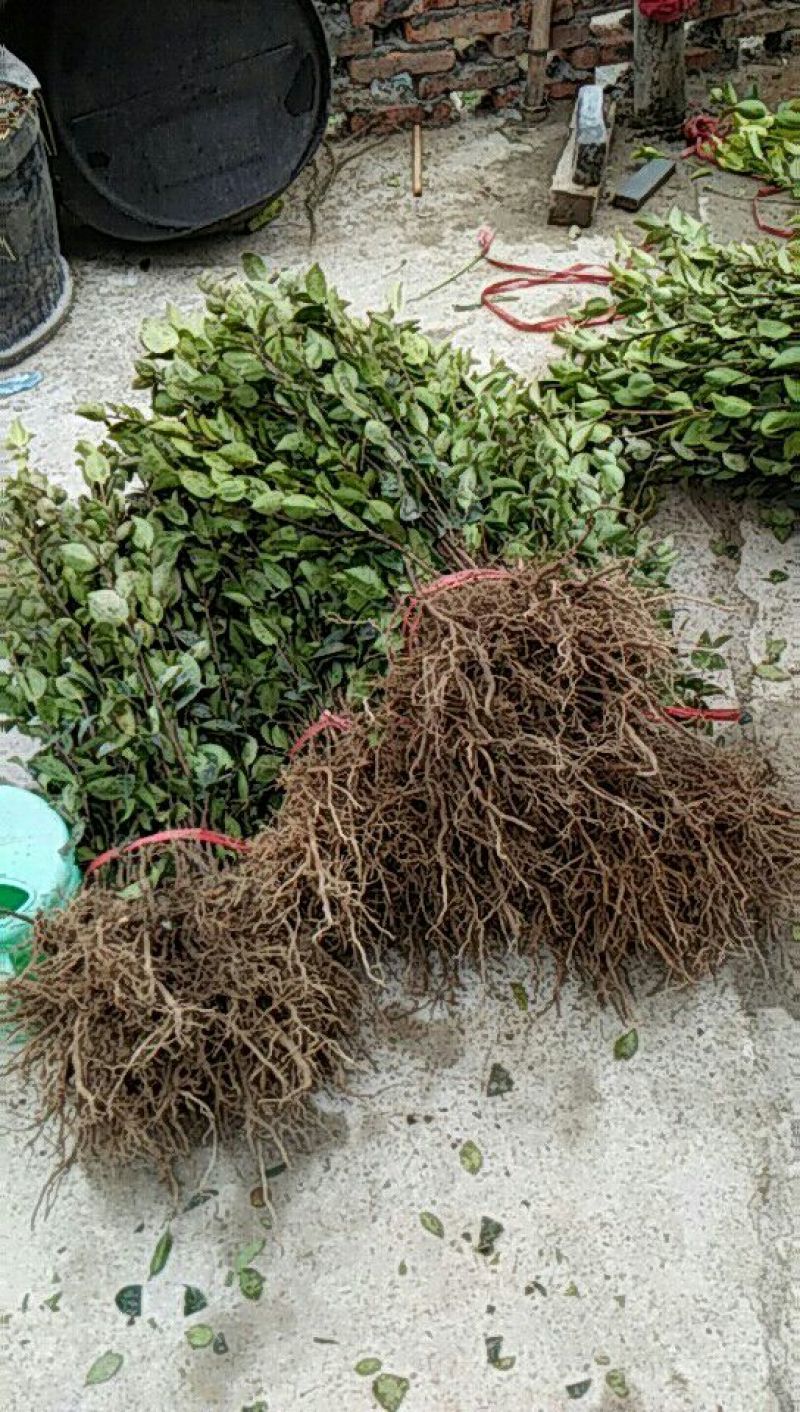 油茶苗50~70cm，规格齐全，品质保证，欢迎来电咨询