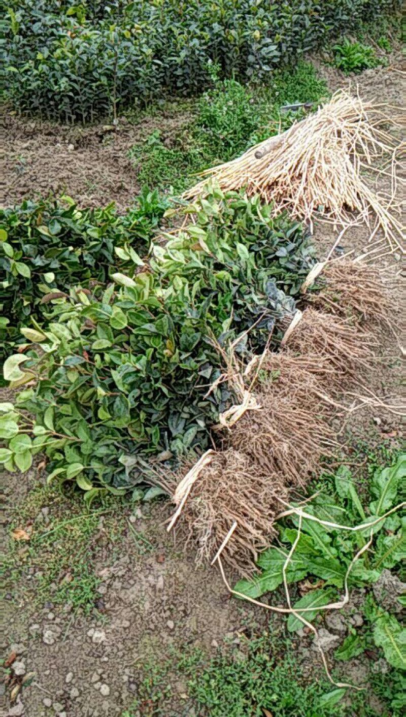 油茶苗50~70cm，规格齐全，品质保证，欢迎来电咨询