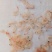 虾皮特级