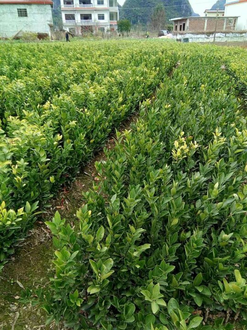 早熟柑温州蜜桔苗30~50cm