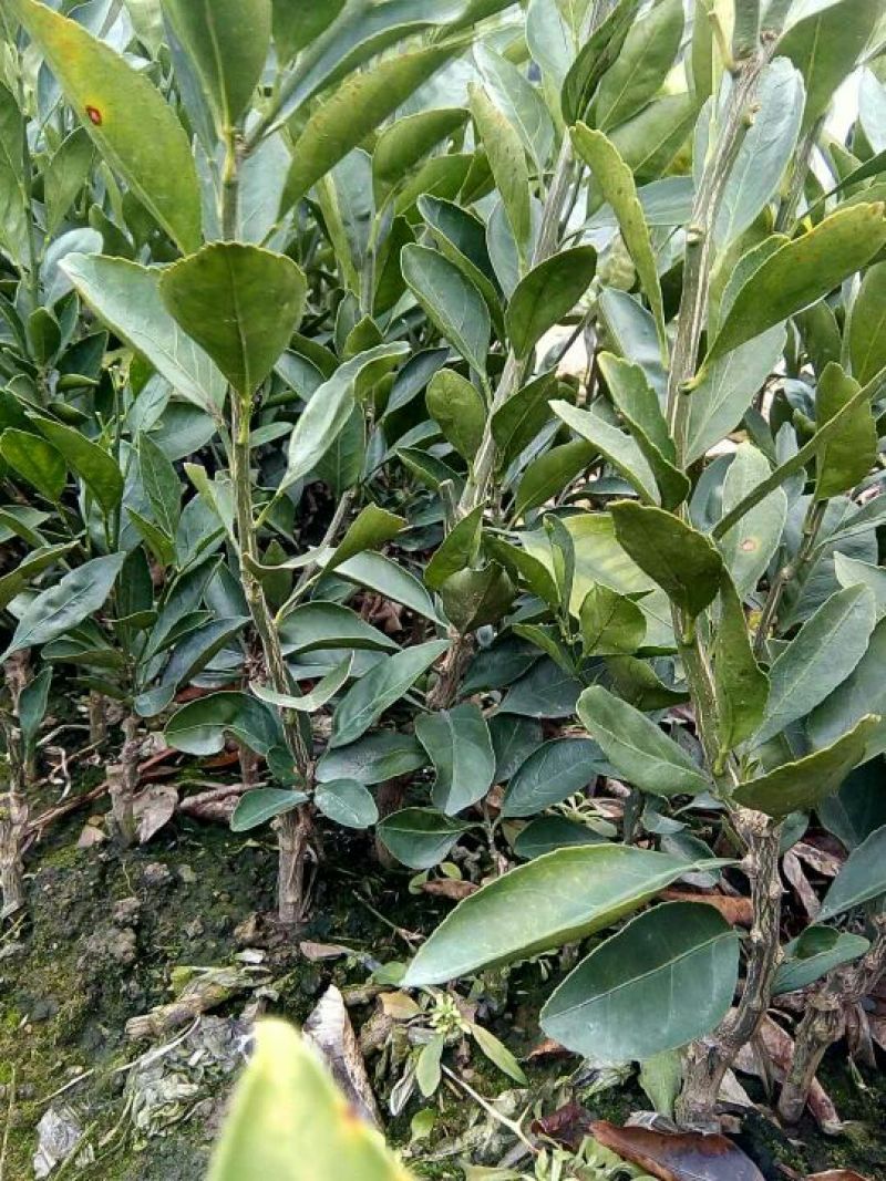 早熟柑温州蜜桔苗30~50cm