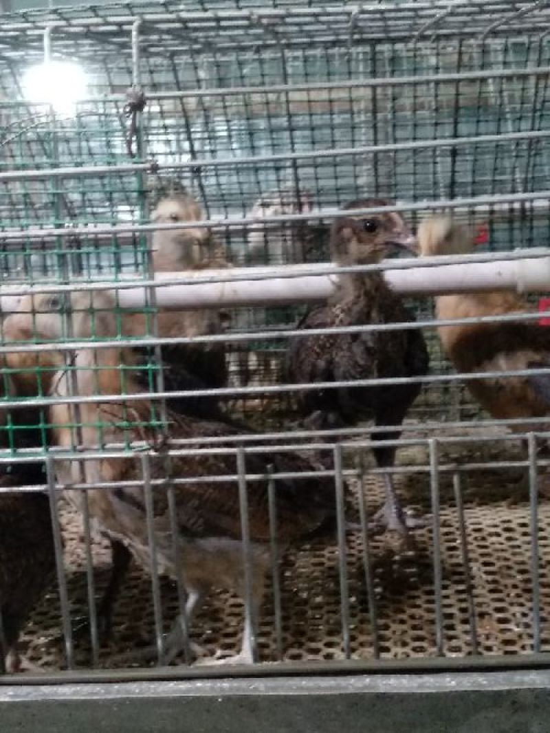 华北柴鸡0-40龄脱温青年鸡