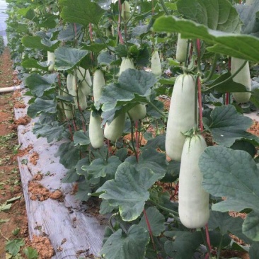 羊角蜜甜瓜精品0.5斤以上