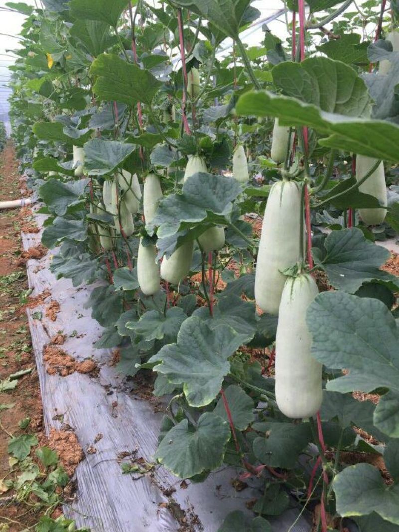 羊角蜜甜瓜精品0.5斤以上