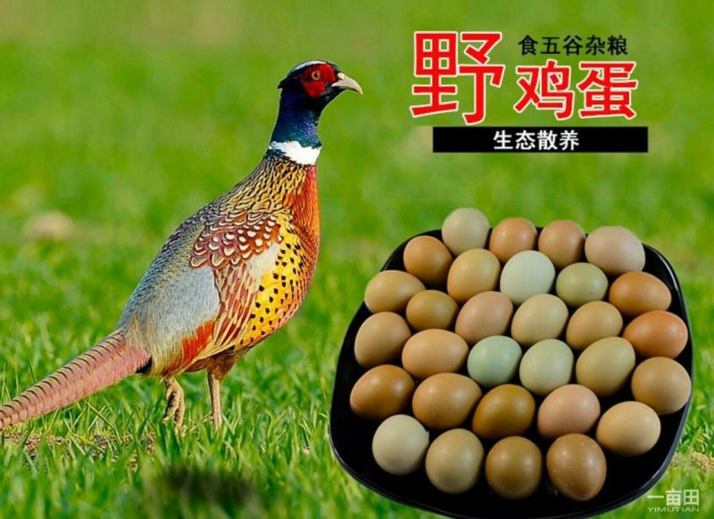 土鸡蛋50g以下食用