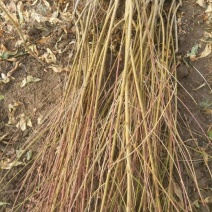 毛桃树苗60~70cm