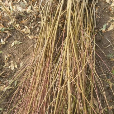 毛桃树苗60~70cm