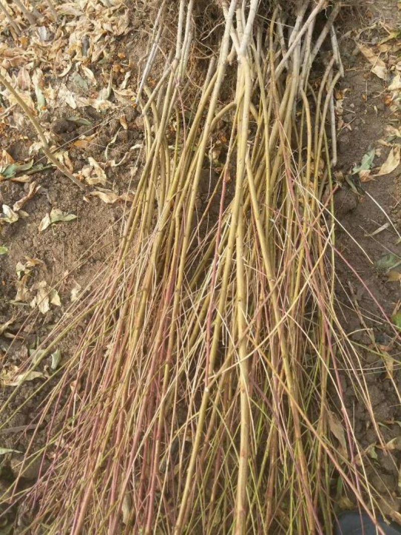 毛桃树苗60~70cm