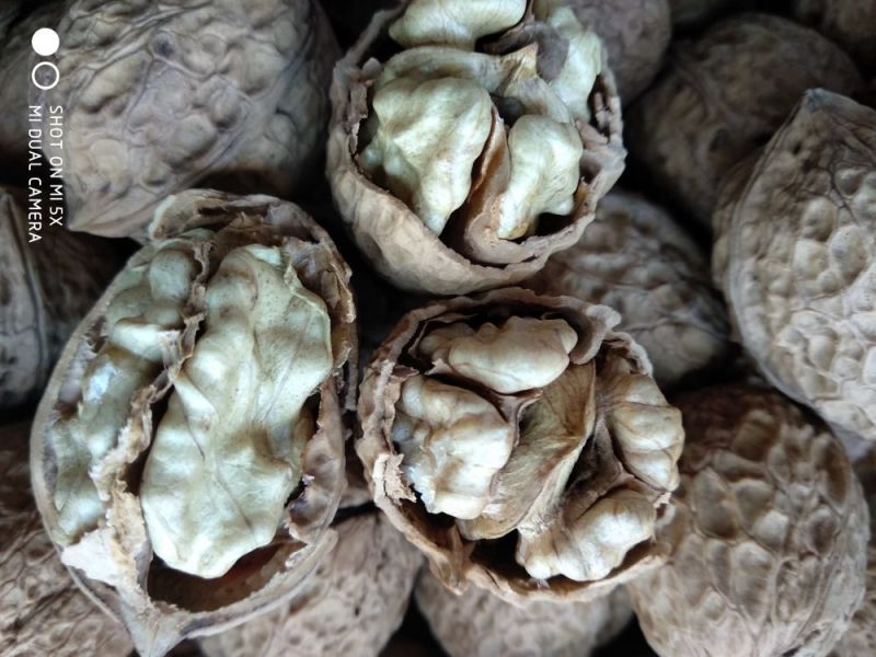 纸皮核桃去皮25~30mm干