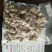 三七冻干三七特级一级