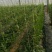 富硒西瓜2斤打底9成熟1茬
