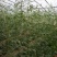 富硒西瓜2斤打底9成熟1茬