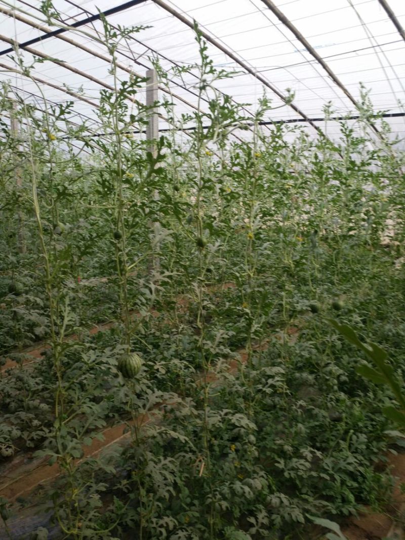 富硒西瓜2斤打底9成熟1茬