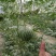富硒西瓜2斤打底9成熟1茬