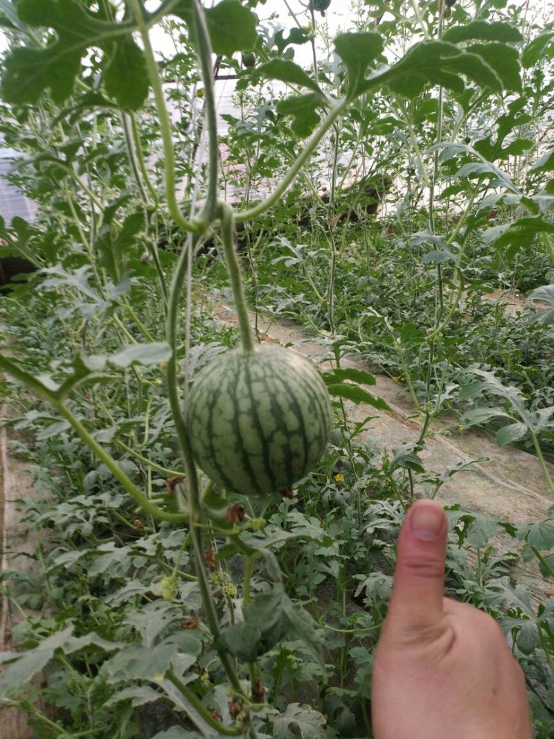 富硒西瓜2斤打底9成熟1茬