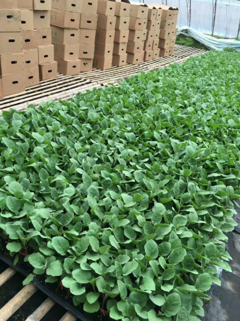 黑亮圆茄苗茄子苗紫圆茄苗存活率高