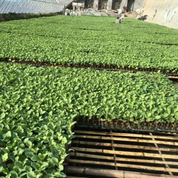 黑亮圆茄苗茄子苗紫圆茄苗存活率高