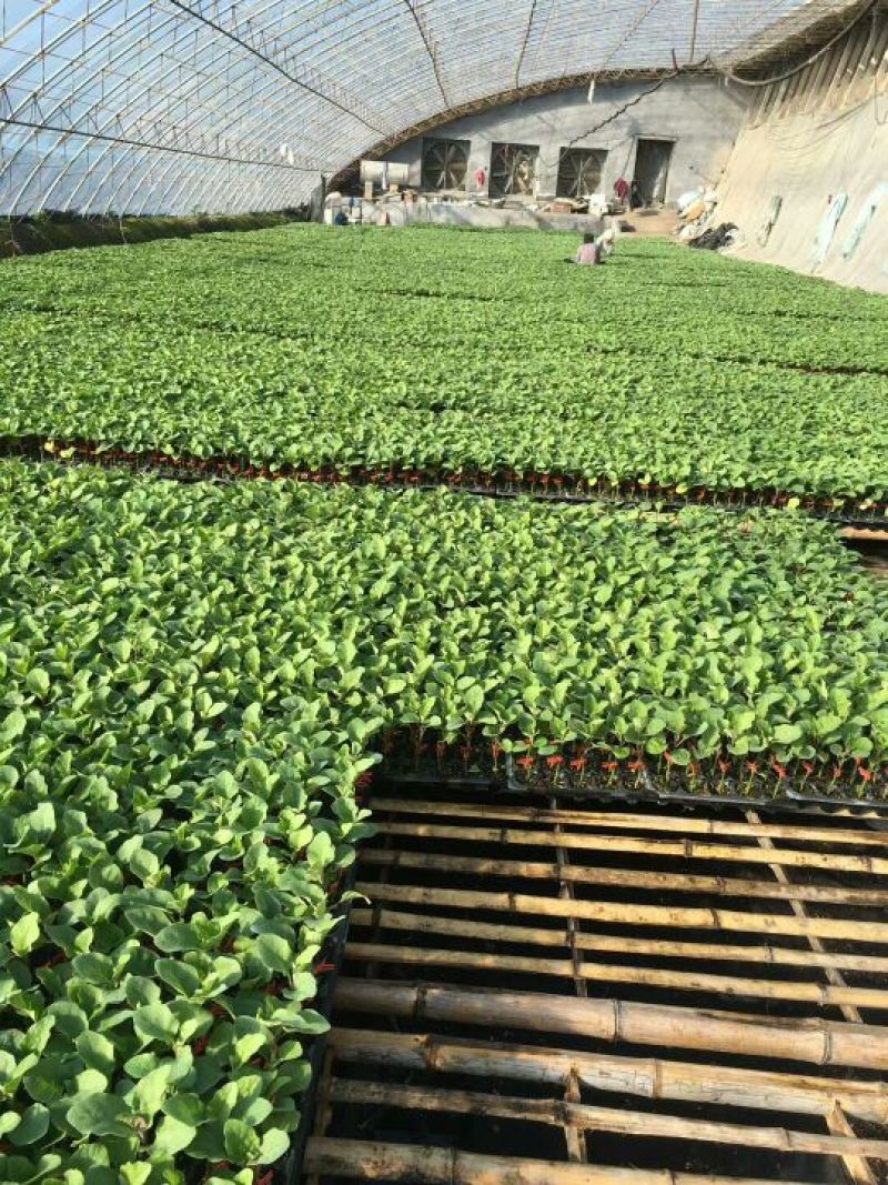 黑亮圆茄苗茄子苗紫圆茄苗存活率高