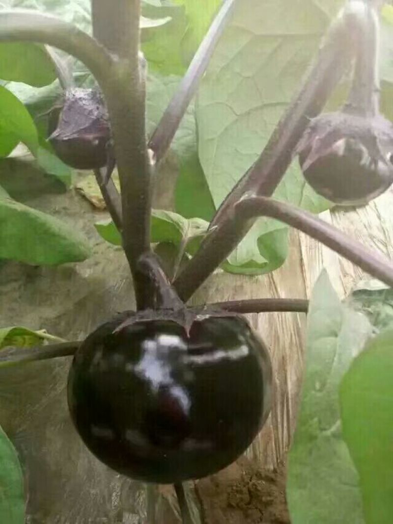 黑亮圆茄苗茄子苗紫圆茄苗存活率高
