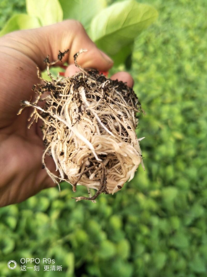 黑亮圆茄苗茄子苗紫圆茄苗存活率高