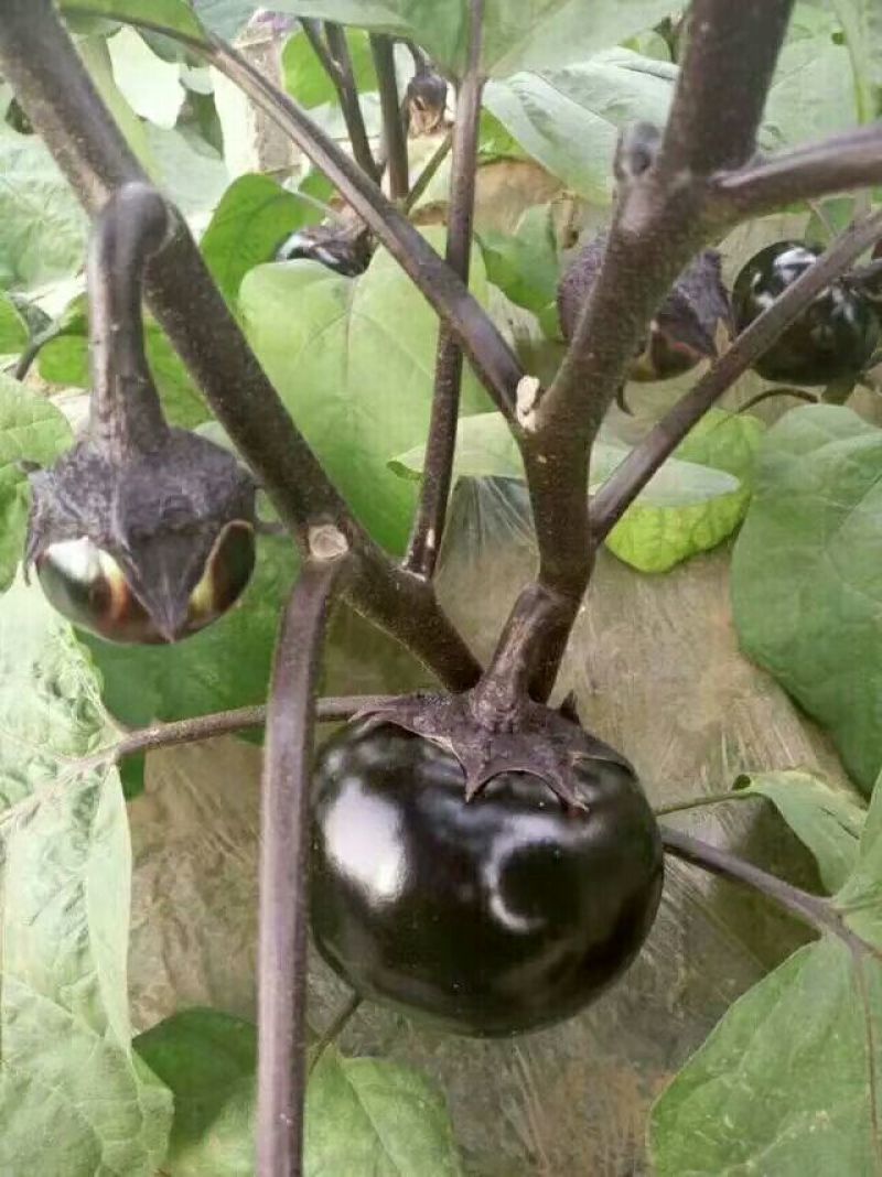 黑亮圆茄苗茄子苗紫圆茄苗存活率高