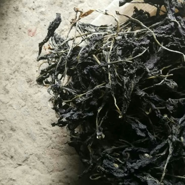山上有机沙土地萝卜叶