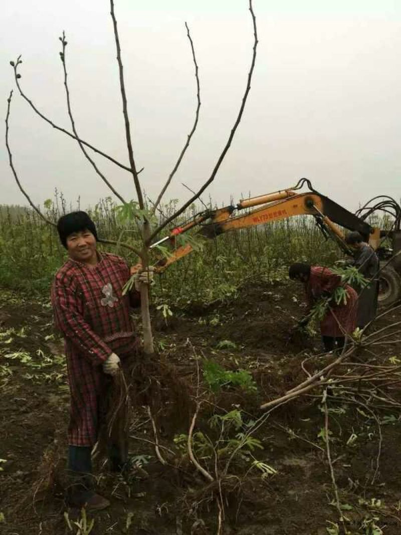《推荐》波姬红无花果苗，布兰瑞克，金奥芬，提供技术指导