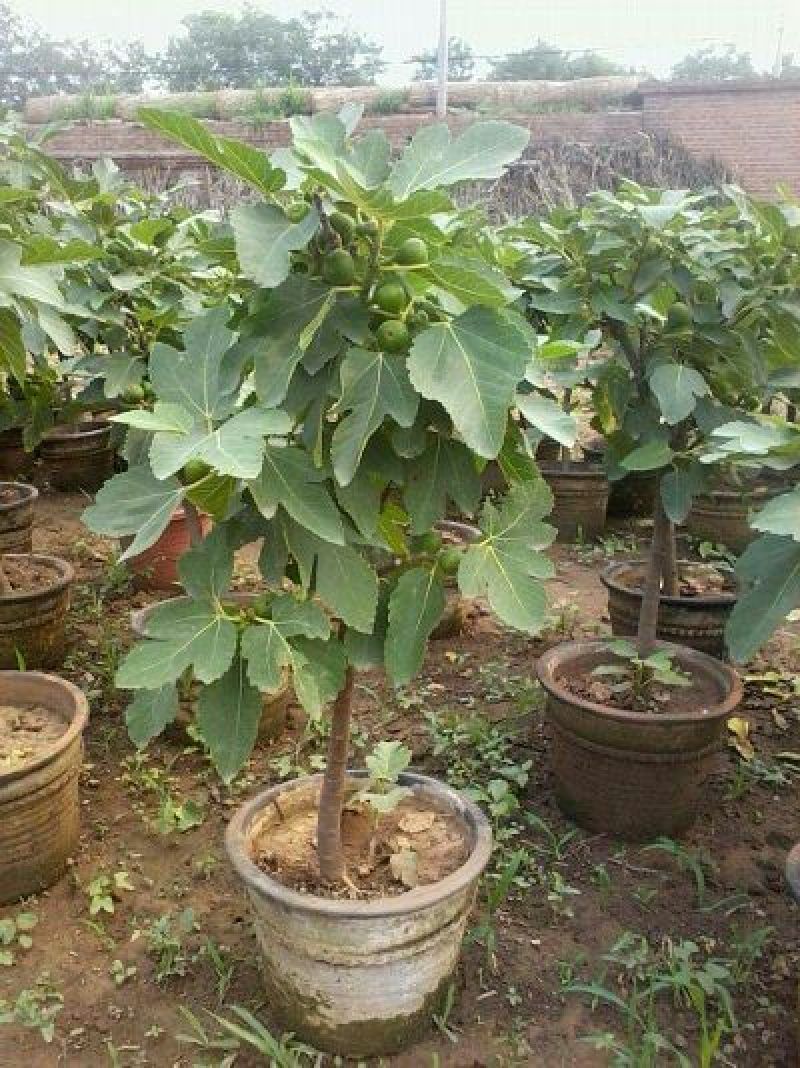 《推荐》波姬红无花果苗，布兰瑞克，金奥芬，提供技术指导