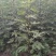 《推荐》波姬红无花果苗，布兰瑞克，金奥芬，提供技术指导
