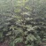《推荐》波姬红无花果苗，布兰瑞克，金奥芬，提供技术指导