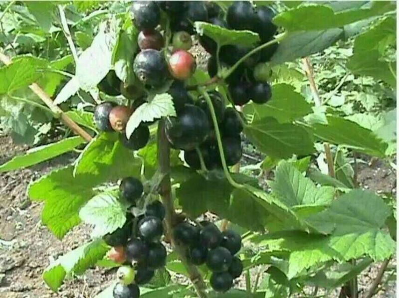 黑加仑苗树葡萄2年苗多个分枝口感甜产量高保证成活率