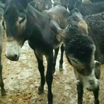 驴肉鲜货