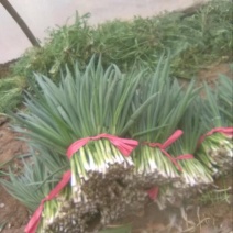 四季小葱25~30cm，种植面积大，质量好量大优惠