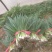 四季小葱25~30cm，种植面积大，质量好量大优惠
