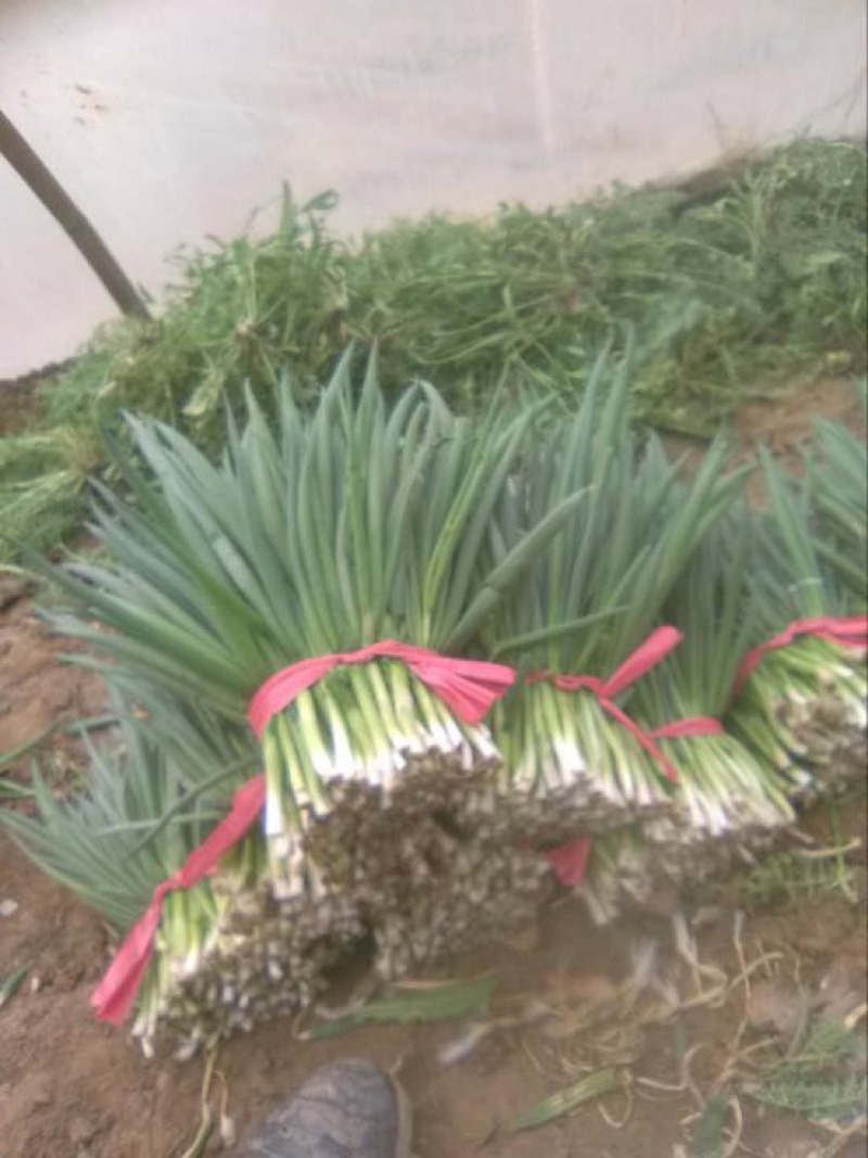 四季小葱25~30cm，种植面积大，质量好量大优惠