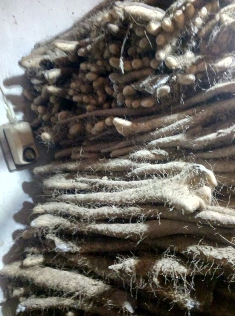 山药3~4厘米带杆巴掌货50~70厘米双棒！棒药