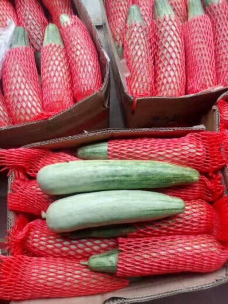羊角蜜甜瓜精品1斤以上，锦玉羊角蜜