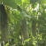 羊角蜜甜瓜精品1斤以上，锦玉羊角蜜