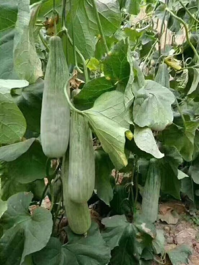 羊角蜜甜瓜精品1斤以上，锦玉羊角蜜