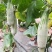 羊角蜜甜瓜精品1斤以上，锦玉羊角蜜