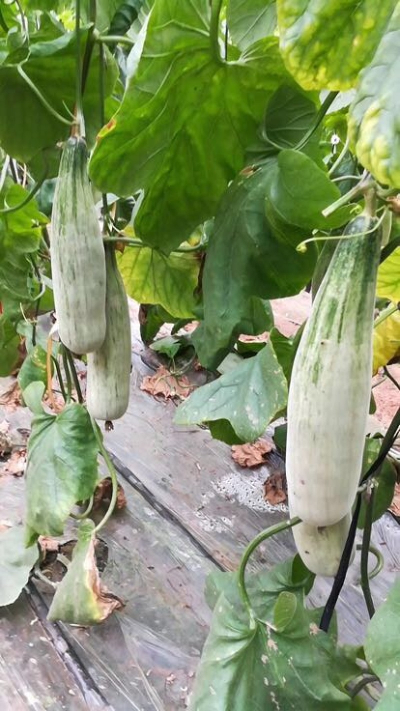 羊角蜜甜瓜精品1斤以上，锦玉羊角蜜